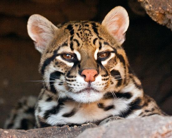 american ocelot
