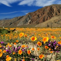Springtime is Desert Wildflower Time in Marana, AZ