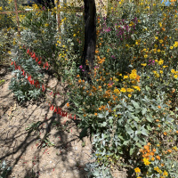 Where to Find Desert Wildflowers in Marana, AZ