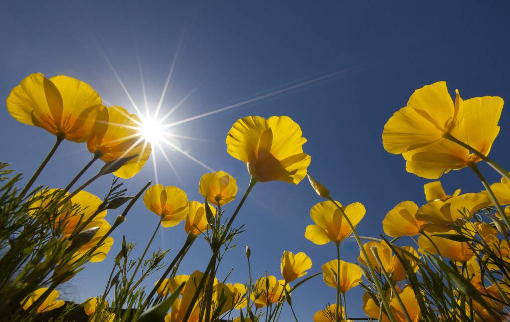 National Public Gardens Day Marana Events Calendar