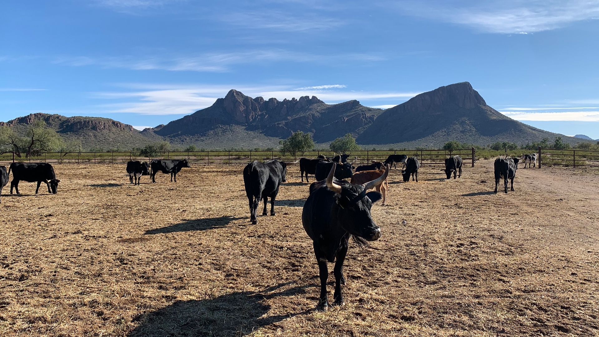 White Stallion Ranch - Discover Marana