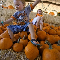 Marana Pumpkin Patch & Farm Festival at Post Farms
