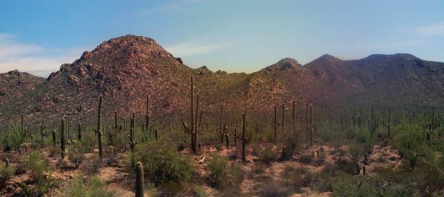 What’s new at Saguaro National Park?