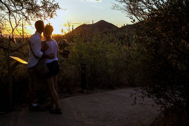 Arizona-Sonoran Desert Museum Cool Summer Nights - Open till 10:00 p.m. Saturday