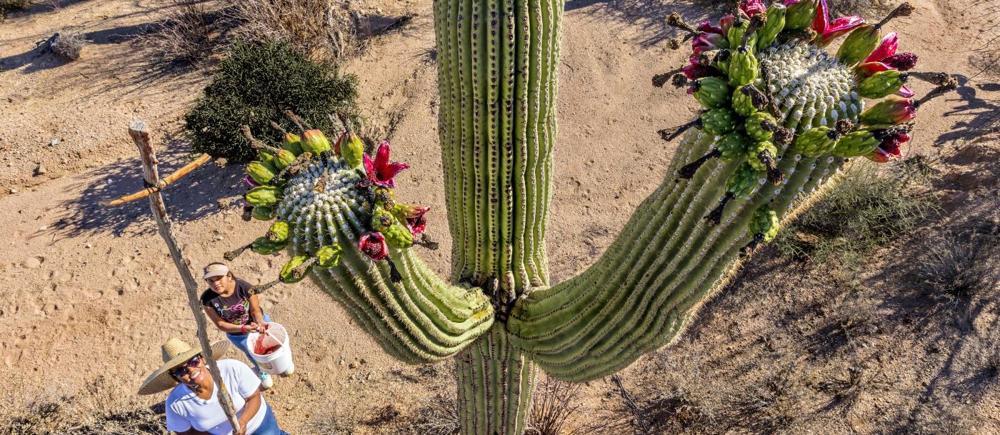 saguaro cactus blossom