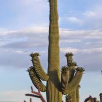 Living with Giants at Saguaro National Park West